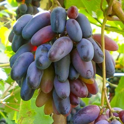 ВИНОГРАД КИШМИШ ЧЕРНЫЙ ПАЛЕЦ